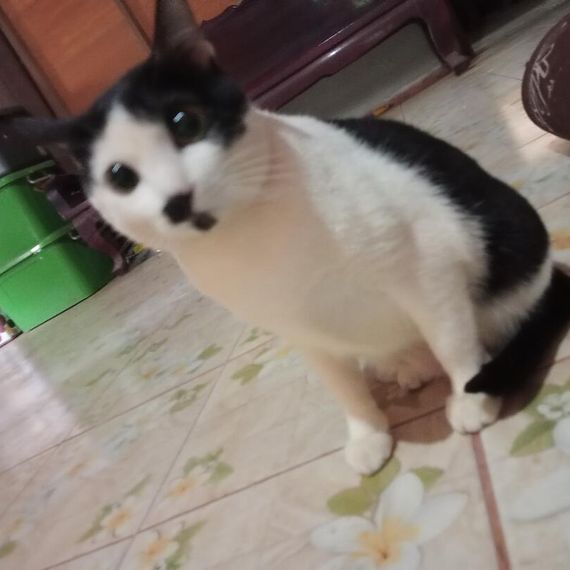 แชท หาเพื่อนคุย 