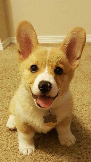 chat find love, find 2nd love 