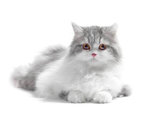 chat looking for friends 