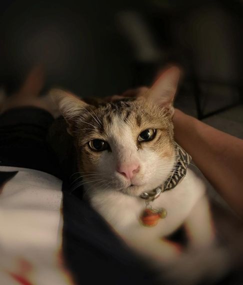 แชท หาเพื่อนคุย, โสด