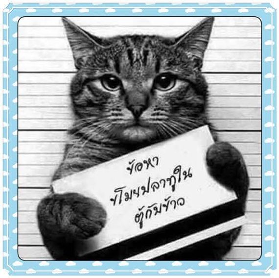 chat looking for friends 