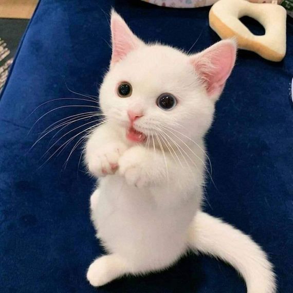 chat looking for friends 