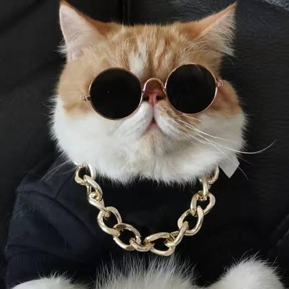 chat chat 