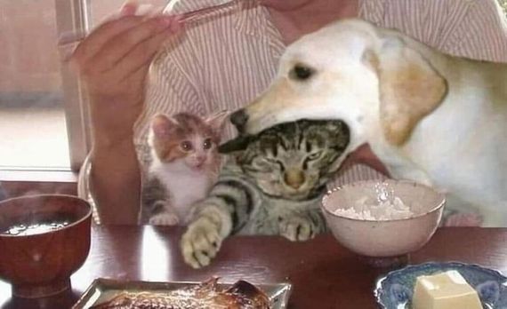 chat looking for friends 
