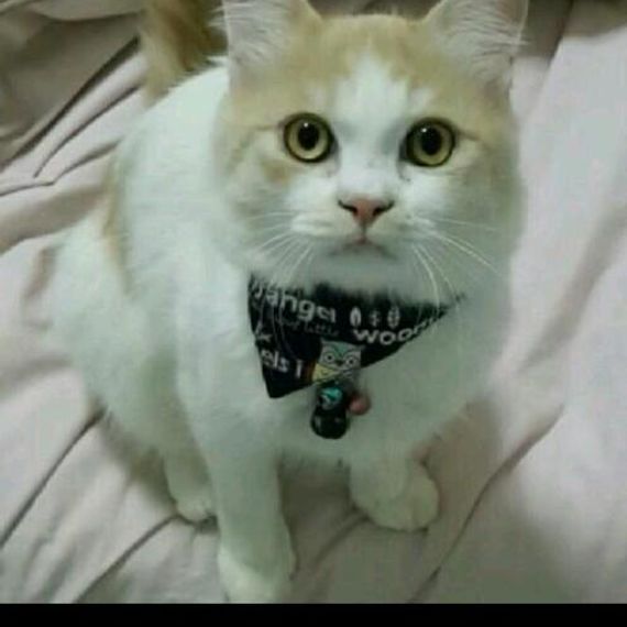 แชท หาแฟน, หาเพื่อนคุย 