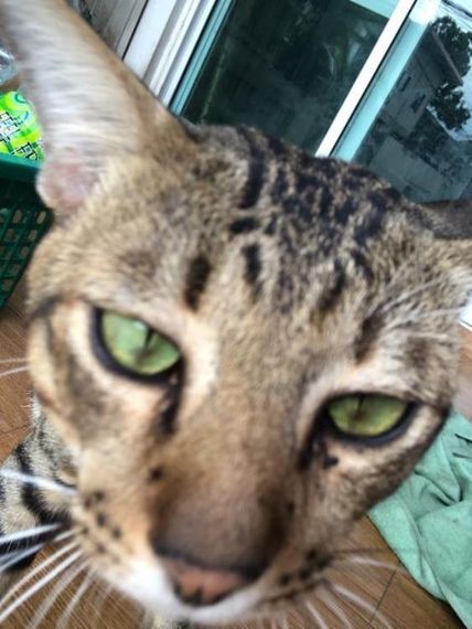 chat looking for friends 