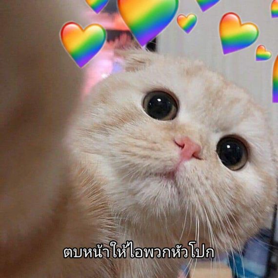 แชท หาเพื่อนคุย 