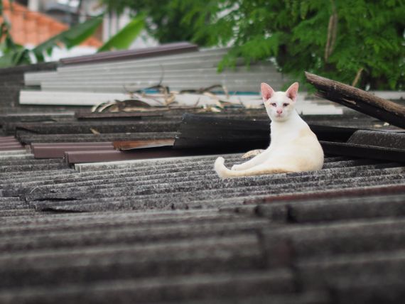 chat find love, chat  from Bangkok