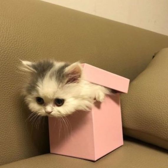 chat chat, find 2nd love 