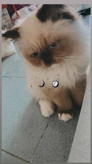 แชท หากิ๊ก, แชทเปิดกล้อง 