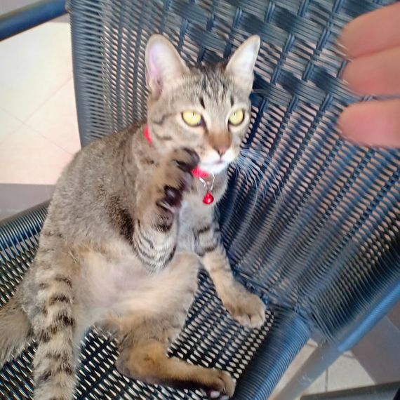 แชท หาแฟน, หาเพื่อนคุย 