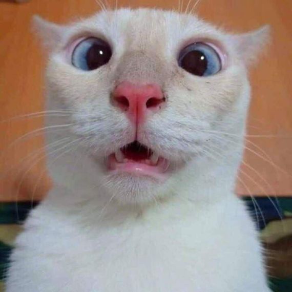 chat looking for friends 