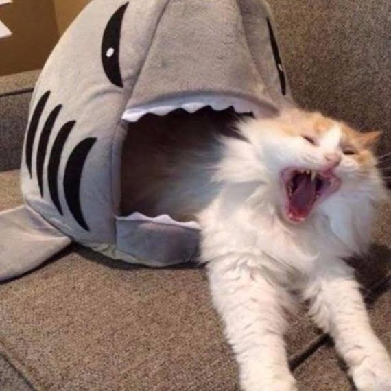 แชท หาแฟน, หาเพื่อนคุย 