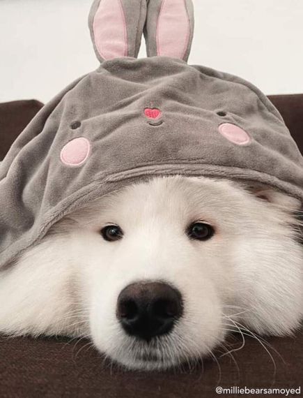 แชท โสด