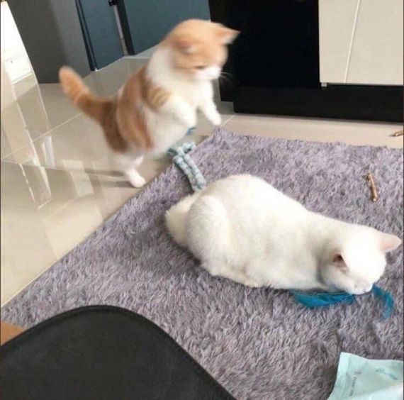 แชท หาเพื่อนคุย