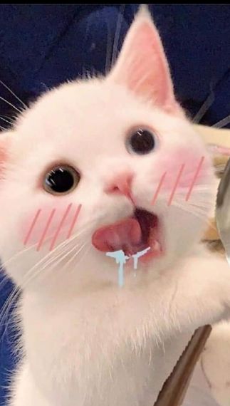chat looking for friends 