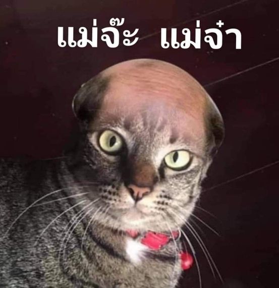 แชท หาแฟน, หาเพื่อนคุย 
