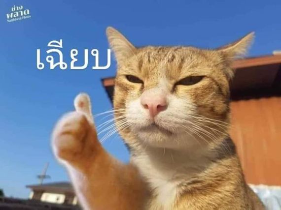 chat looking for friends 