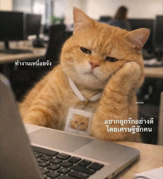 แชท หาเพื่อนคุย 