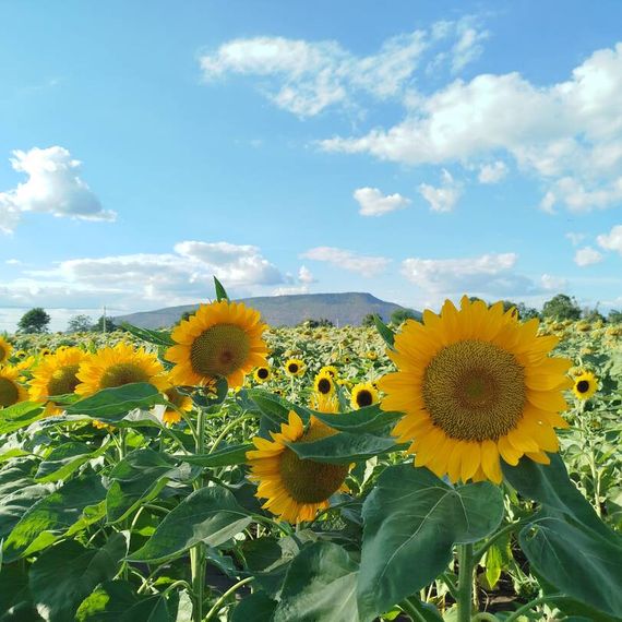 แชท หาเพื่อนคุย, หาเพื่อนเที่ยว 