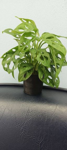 แชท หาแฟน, หาเพื่อนเที่ยว 