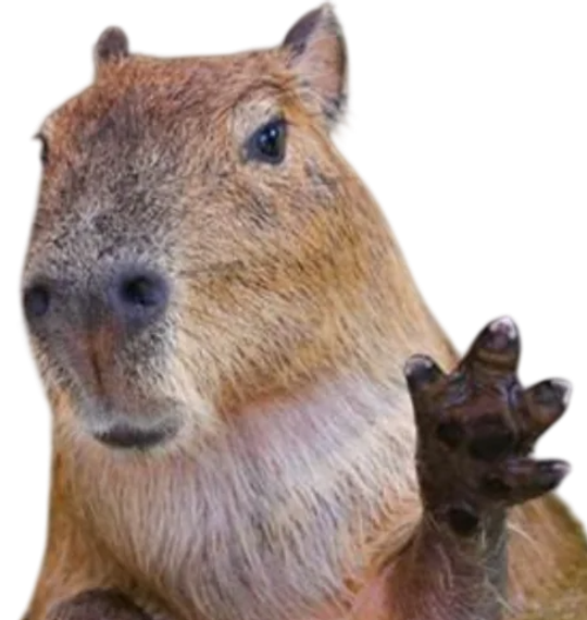 chat looking for friends 