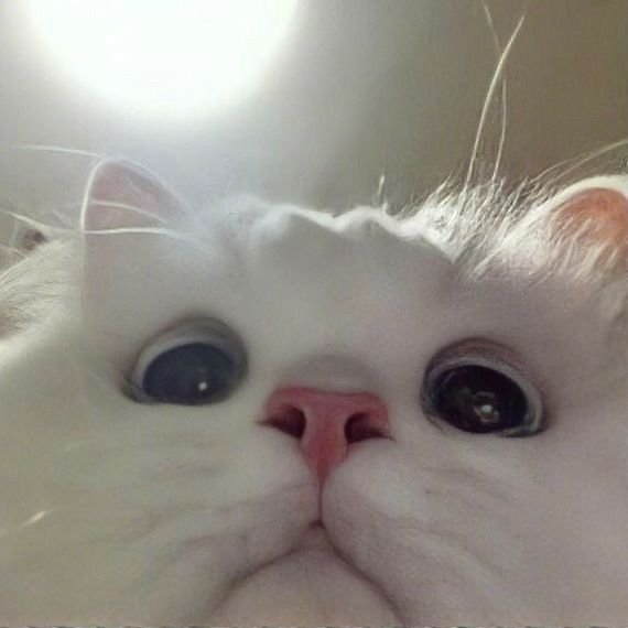 แชท หาแฟน, หาเพื่อนคุย 