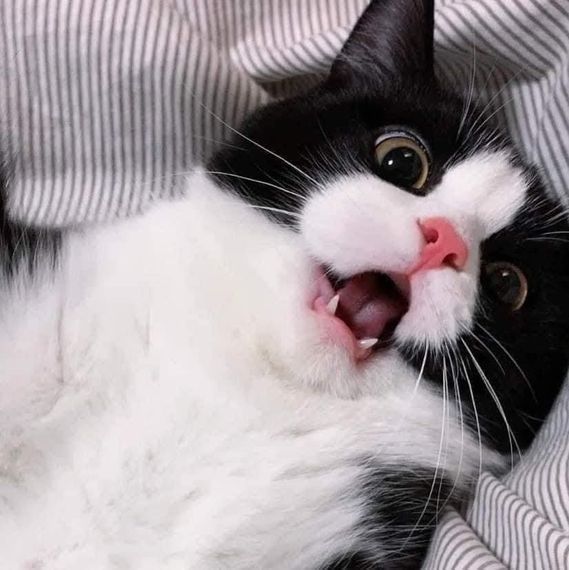 chat looking for friends 