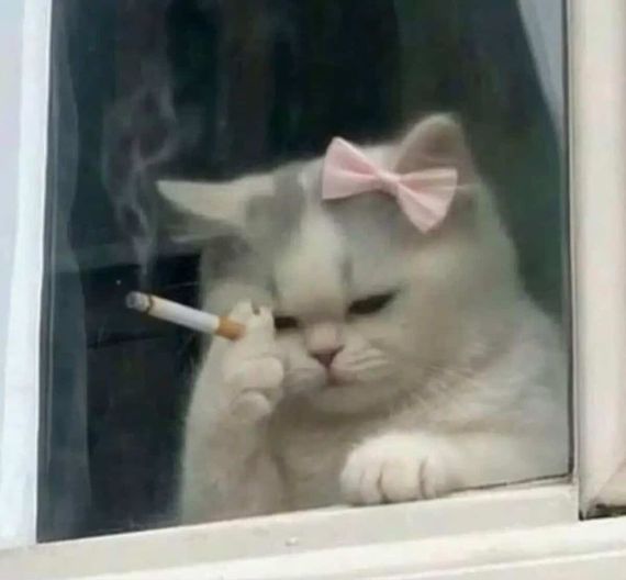 chat looking for friends 