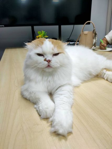 แชท โสด 