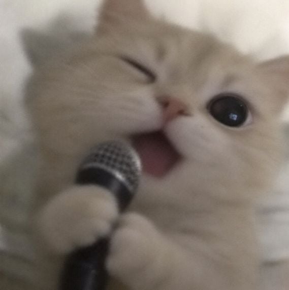 แชท โสด