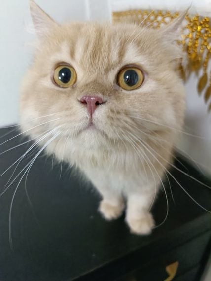 chat chat, find 2nd love  from Khon Kaen