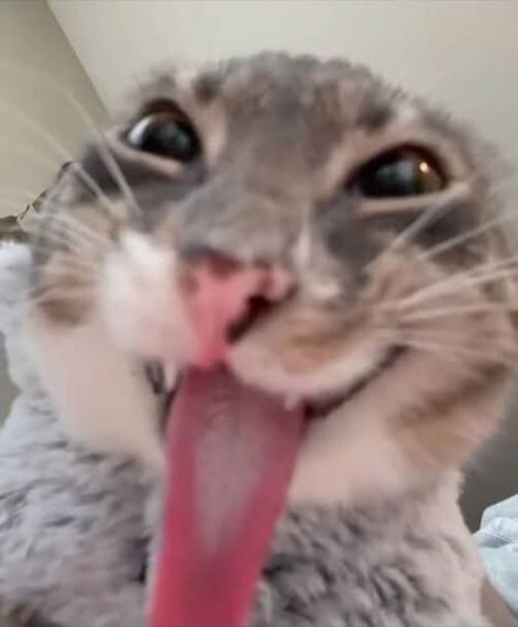 chat looking for friends