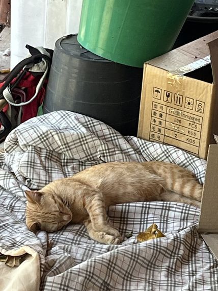 chat find love, chat 