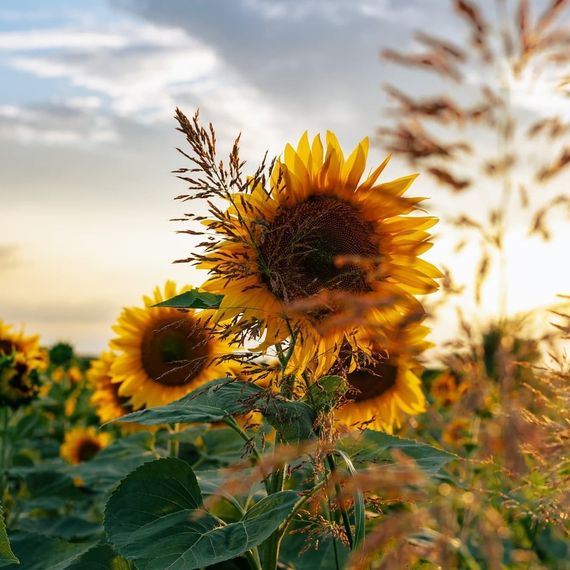 แชท หาแฟน, หาเพื่อนคุย 