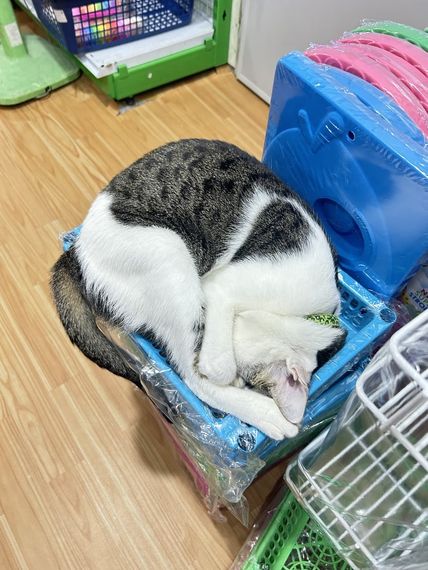 chat looking for friends 