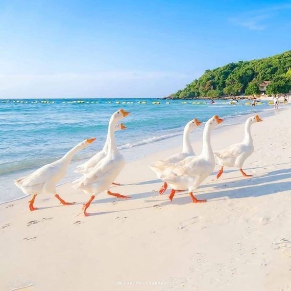 chat chat, find 2nd love 