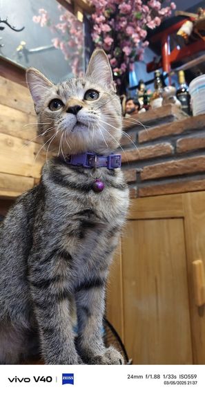 chat find love, chat 
