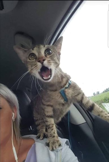 chat looking for friends 