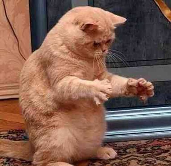 แชท หาเพื่อนคุย, หาเพื่อนเที่ยว 