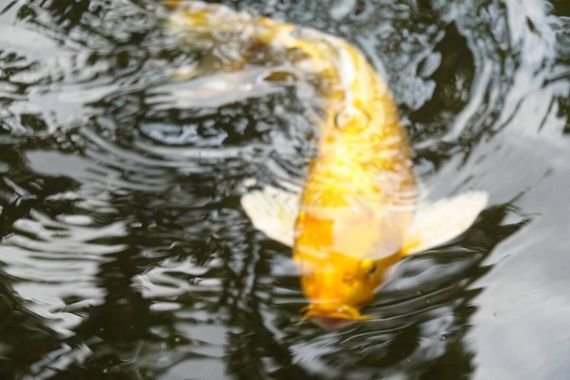 chat looking for friends 