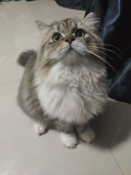 แชท หาเพื่อนคุย