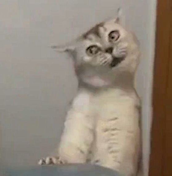 chat looking for friends 