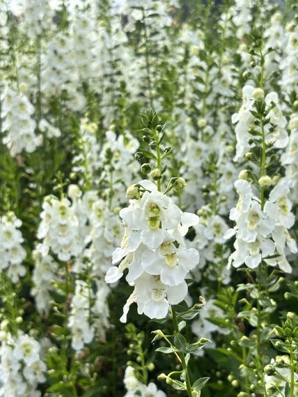 แชท หาเพื่อนคุย, หากิ๊ก  ที่อยู่  กำแพงเพชร