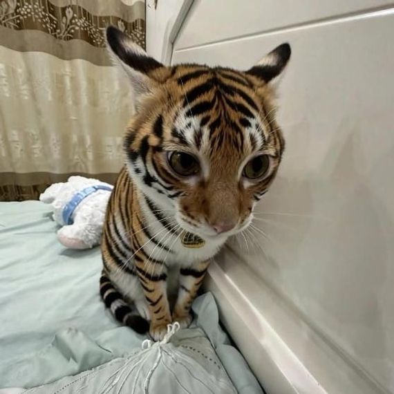 chat looking for friends 