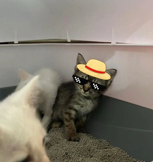 chat looking for friends 