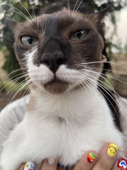 chat chat