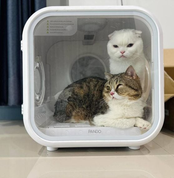 chat chat, single