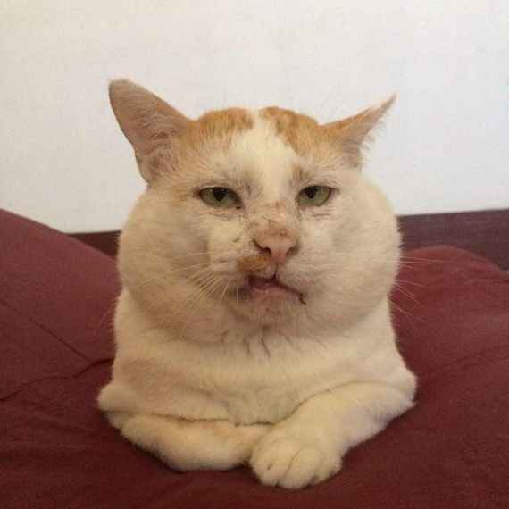 chat chat, single 