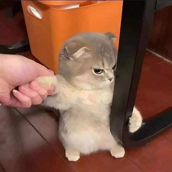 chat chat, single 